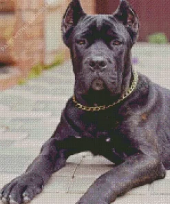 Cane Corso Sitting Diamond Painting