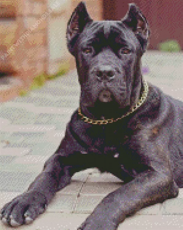 Cane Corso sitting Diamond Dotz Cane Corso Sitting Diamond Painting
