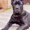 Cane Corso Sitting Diamond Painting