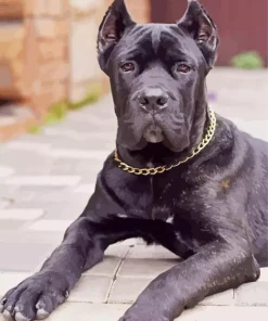 Cane Corso Sitting Diamond Painting