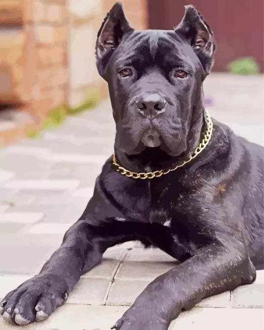 Cane Corso sitting Diamond Paintings Cane Corso Sitting Diamond Painting