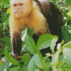 Black And White Capuchin Monkey Art Diamond Painting