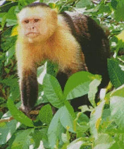 Black And White Capuchin Monkey Art Diamond Painting