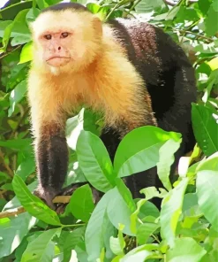 Black And White Capuchin Monkey Art Diamond Painting