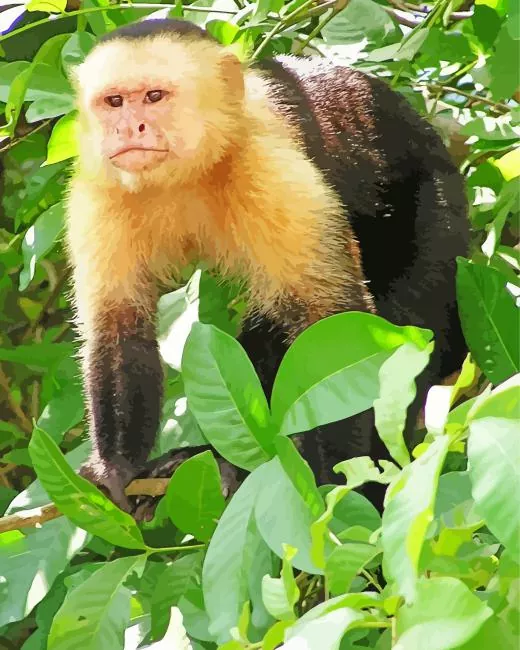 Capuchin Monkey Diamond Paintings Black And White Capuchin Monkey Art Diamond Painting