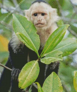 Capuchin Monkey And Green Leaves Diamond Painting