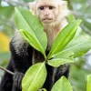 Capuchin Monkey And Green Leaves Diamond Painting