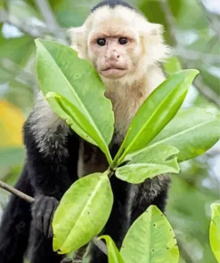 Capuchin Monkey And Green Leaves Diamond Painting