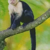 Capuchin Monkey On A Branch Diamond Painting