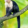 Capuchin Monkey On A Branch Diamond Painting