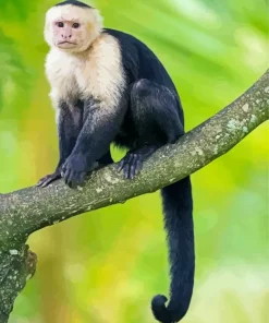 Capuchin Monkey On A Branch Diamond Painting
