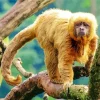 Capuchin Monkey On A Tree Diamond Painting