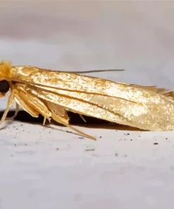 Carpet Moth Diamond Painting