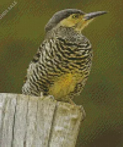 Chilean Flicker Diamond Painting
