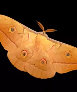 Chinese Oak Silk Moth Diamond Painting