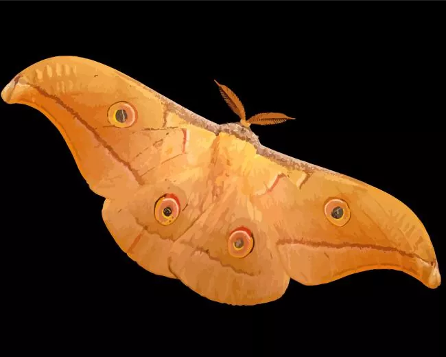 Chinese oak silk moth Diamond Paints Chinese Oak Silk Moth Diamond Painting