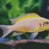 Cichlid Diamond Painting