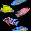 Cichlid Fish Diamond Painting