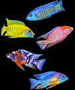 Cichlid Fish Diamond Painting