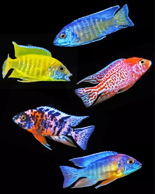 Cichlid fish Diamond Paints Cichlid Fish Diamond Painting
