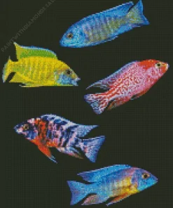 Cichlid Fish Diamond Painting