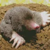 Close Up Eastern Mole Diamond Painting
