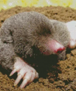Close Up Eastern Mole Diamond Painting