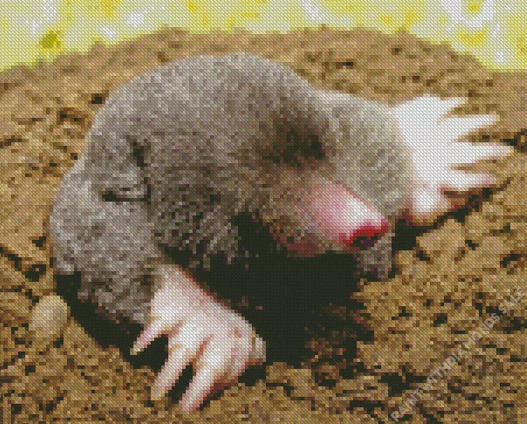 Close up Eastern mole Diamond By Numbers Close Up Eastern Mole Diamond Painting