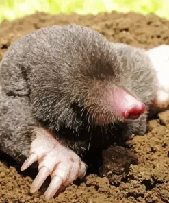 Close Up Eastern Mole Diamond Painting