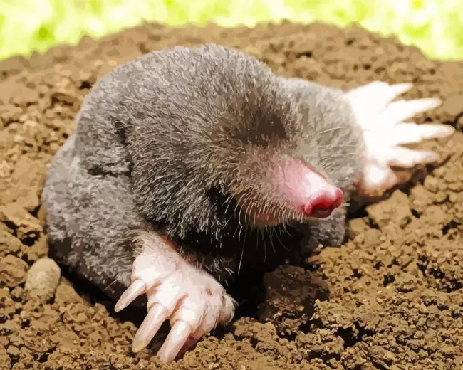 Close up Eastern mole Diamond Paintings Close Up Eastern Mole Diamond Painting