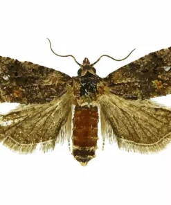 Codling Moth Diamond Painting