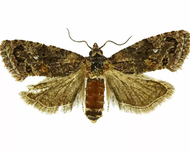 Codling moth Diamond Paints Codling Moth Diamond Painting