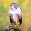 Common Buzzard Bird Diamond Painting