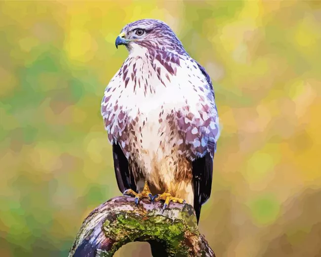 Common Buzzard bird Diamond With Numbers Common Buzzard Bird Diamond Painting
