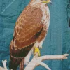 Common Buzzard Close Up Diamond Painting