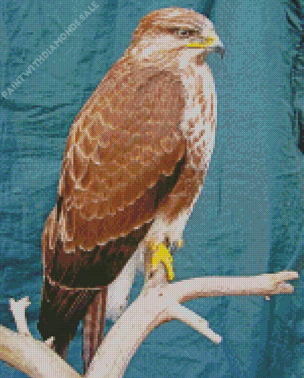 Common Buzzard close up Diamond Dotz Common Buzzard Close Up Diamond Painting