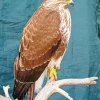 Common Buzzard Close Up Diamond Painting