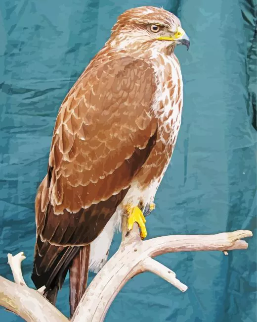 Common Buzzard close up Diamond With Numbers Common Buzzard Close Up Diamond Painting