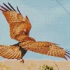 Common Buzzard Flapping Wings Diamond Painting