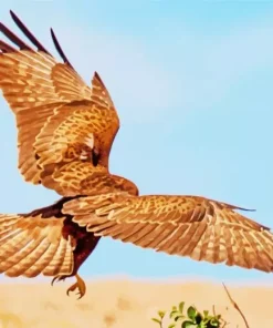 Common Buzzard Flapping Wings Diamond Painting
