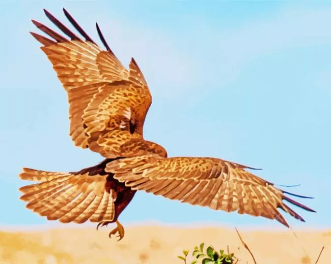 Common Buzzard flapping wings Diamond With Numbers Common Buzzard Flapping Wings Diamond Painting