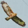 Common Buzzard Flying Art Diamond Painting