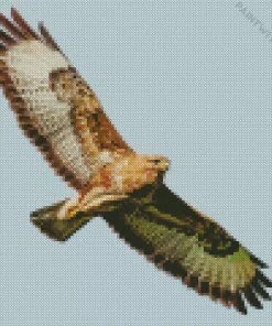 Common Buzzard Flying Art Diamond Painting