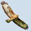 Common Buzzard Flying Art Diamond Painting