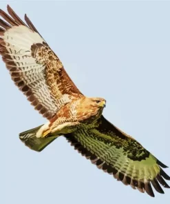 Common Buzzard Flying Art Diamond Painting