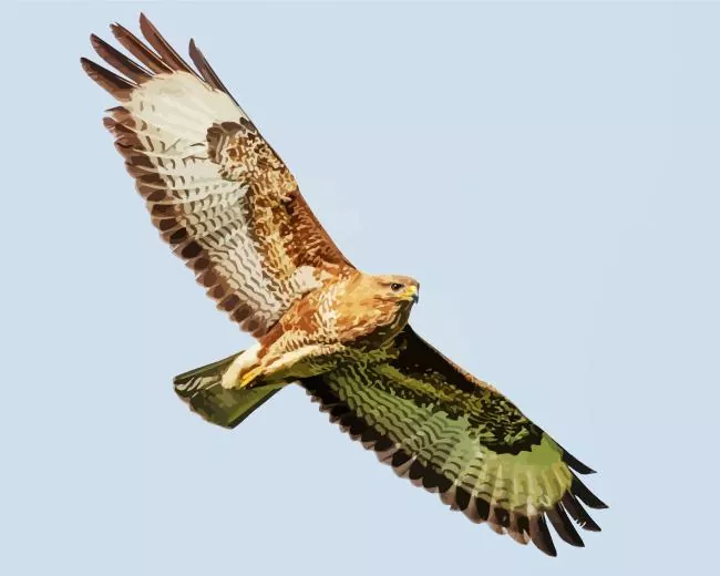 Common Buzzard flying art Diamond With Numbers Common Buzzard Flying Art Diamond Painting