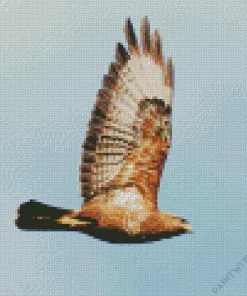 Common Buzzard Flying Bird Diamond Painting