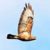 Common Buzzard Flying Bird Diamond Painting