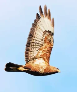 Common Buzzard Flying Bird Diamond Painting