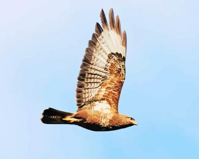 Common Buzzard flying bird Diamond With Numbers Common Buzzard Flying Bird Diamond Painting